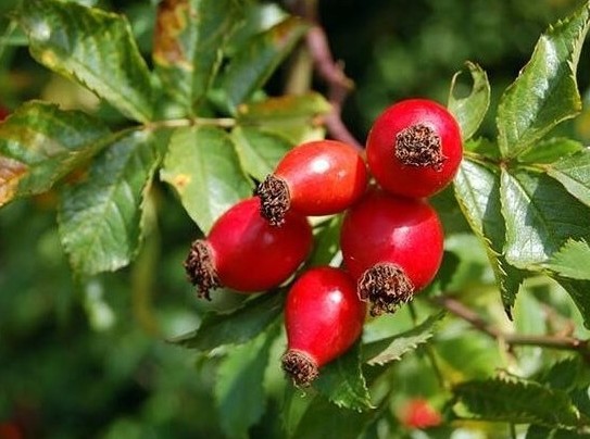 kusburnu3